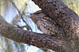 Tawny Frogmouth